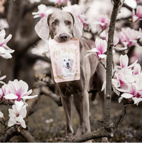 DOG'S LOVE BIO Chips - ekologiczne przysmaki dla psów - jubileuszowa edycja limitowana (150g) DOG'S LOVE BIO Chips - ekologiczne przysmaki dla psów - jubileuszowa edycja limitowana (150g)